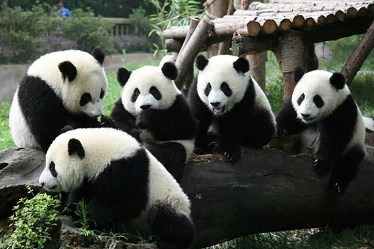 Pesta Olahraga Universitas Sedunia ke-31 (Summer World University Games) di Sichuan, China, Akan Tampilkan Tema Pesona Kota Panda