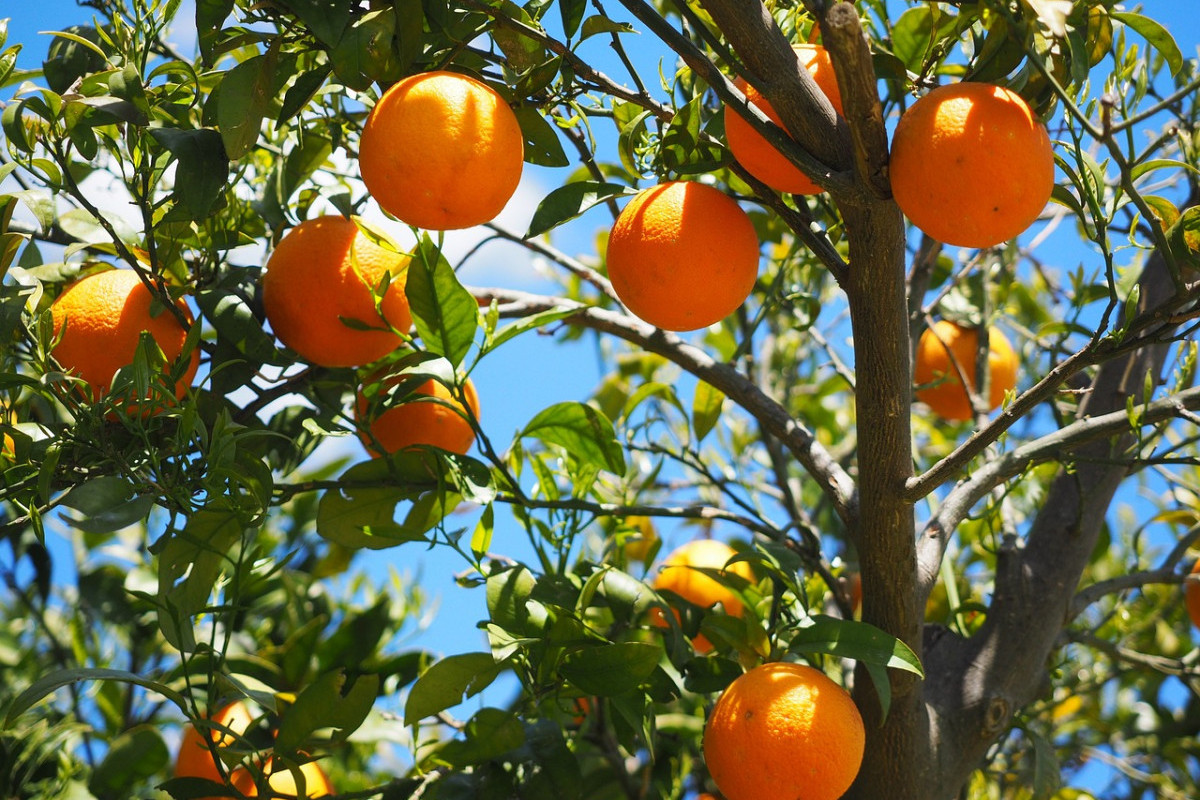Daerah Manakah Penghasil Buah Berwarna Orange Paling Banyak? Berikut Informasi Penghasil Jeruk Siam Terbesar di Indonesia