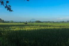 Loh Area Sawah di Denpasar Bisa Tembus hingga 100 Ha? Fakta Menarik Ibu Kota Bali Ini Bikin Penasaran Warganet, Belum Banyak yang Tahu